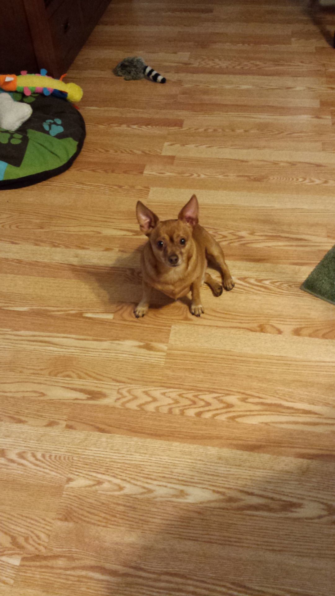 Pic of the Litter: Brownie